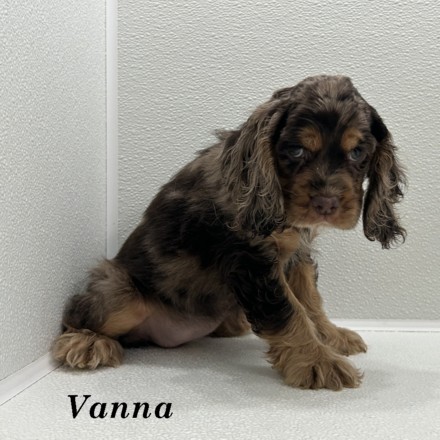 puppy, for, sale, Cocker Spaniel, Joe & Cherri  Overlease, dog, breeder, Miller, MO, dog-breeder, puppy-for-sale, forsale, nearby, find, puppyfind, locator, puppylocator, aca